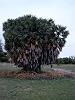 406	B	مقل(مكي)	Hyphaene thebaica Mart	Palmae	Doum palm	ثمر الدوم- مقلا- دوم- دومه- بهش- وقل- ملج- حتي- خشل- شجرۀ المقل- خضلاف- خزم- درخت مقل- دووم- نخل كوكو