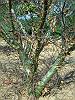 406	C	مقل(أزرق)	Commiphora mukul Engl	Burseraceae	Indian bdellium tree	مقلا- مقل اليهود- كور- بداليون- كركر- قفر- مقل أحمر- مقل صقلبي- ماديقون- مقل صقالبي- بوي جهودان- مقل هندي- فديليون- ماريقون- بذاليون- قارا- گوگل‏