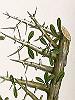 406	A	مقل(يهود)	Balsamodendron africanum	Burseraceae	Bdellium tree	مقل- مقل افريقا- مقل زنگباري- بداليون افريقا