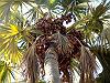 406	B	مقل(مكي)	Hyphaene thebaica Mart	Palmae	Doum palm	ثمر الدوم- مقلا- دوم- دومه- بهش- وقل- ملج- حتي- خشل- شجرۀ المقل- خضلاف- خزم- درخت مقل- دووم- نخل كوكو