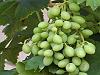 theresa-grape-variety-vitis-vitelina ghureh